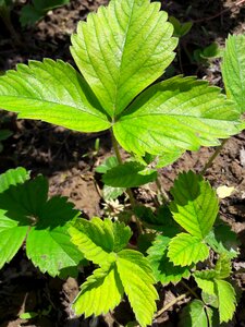 Strawberry foliage green
