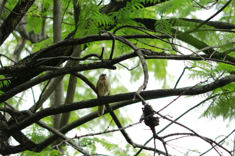 Natural season feather