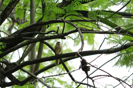 Natural season feather