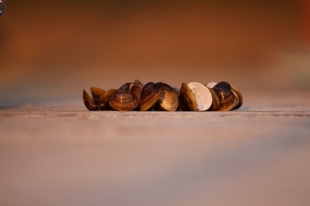 Water shells scallop photo