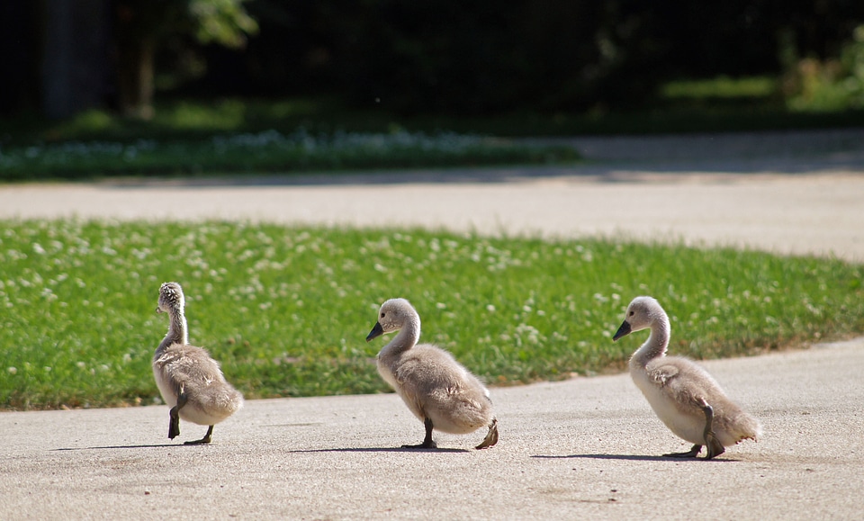 Cute bird young animals