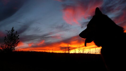 Sunset wolf dusk photo