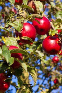 Fruit nature autumn photo