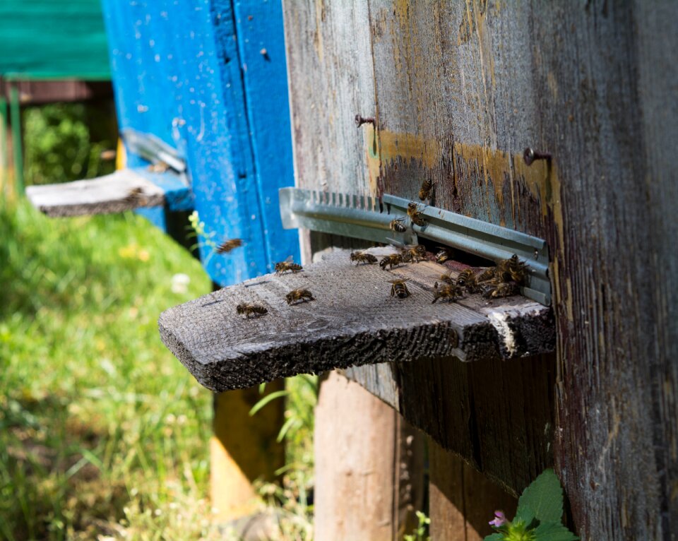 Pollen summer beekeeper