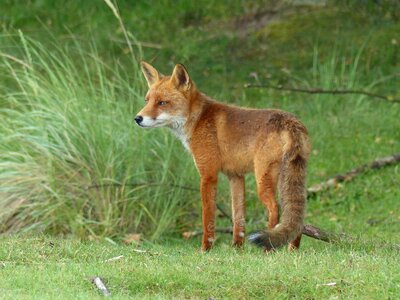 Fox summer dutch landscape
