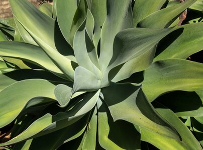 Pattern foliage garden