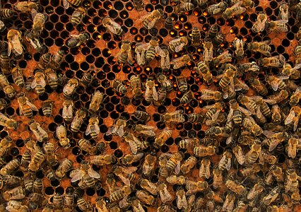 Colony insect animal