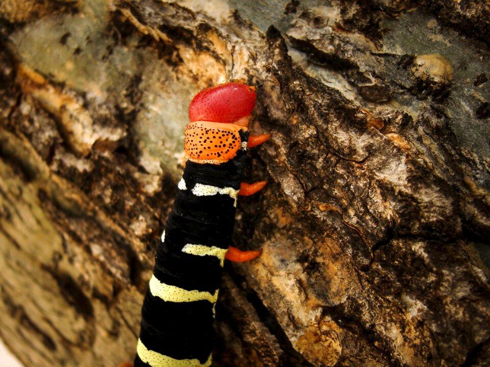 Insect caterpillar tree
