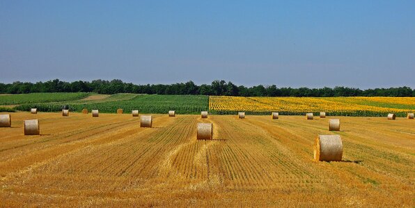 Wheat field grain cornfield photo