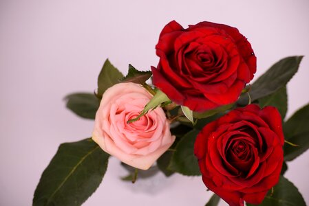 Rose red roses bloom