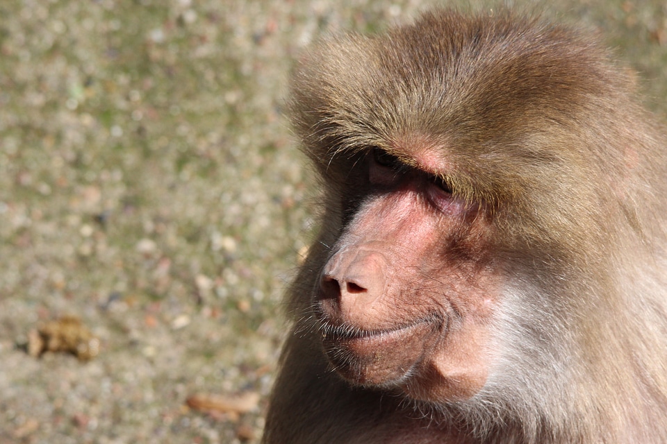 Hamadryas monkey primate