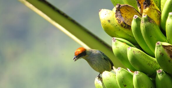 Nature birds colombia
