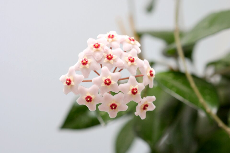 Houseplant close up porcelain flower