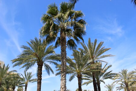 Palm trees vacations beach photo