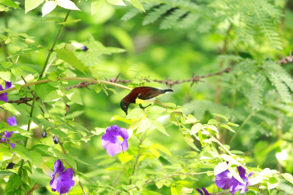Leaf summer natural