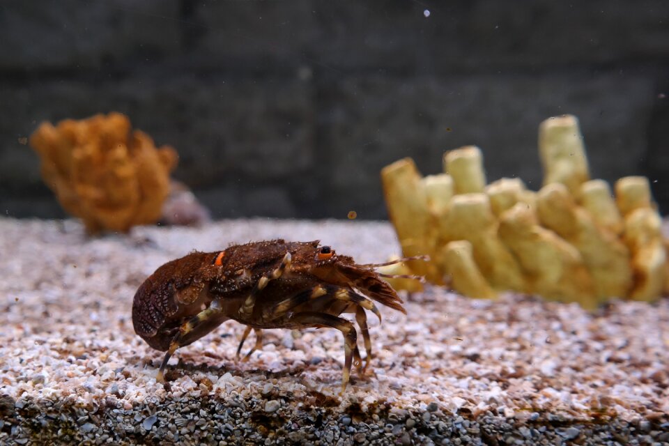 Animal nature aquarium