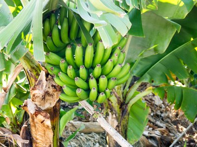 Banana shrub banana tree banana cultivation photo