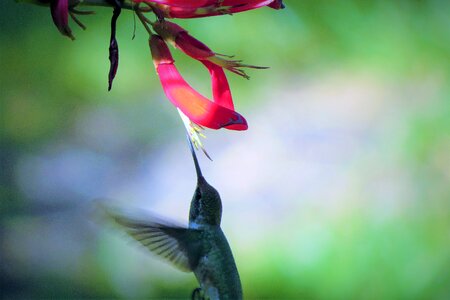 Feeding in flight