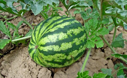 Healthy food green