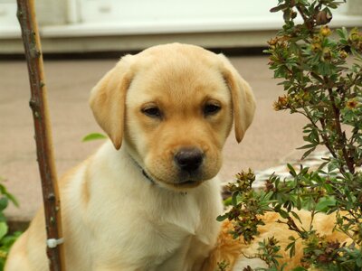 Yellow dog pet photo