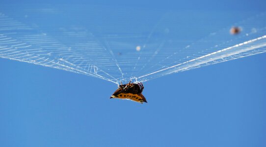 Spider bichito quindio