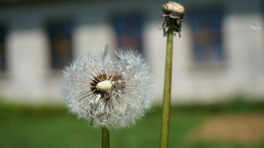 Nature camp dandelion