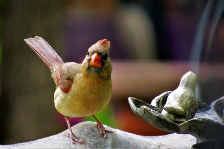 Wildlife bird bath photo