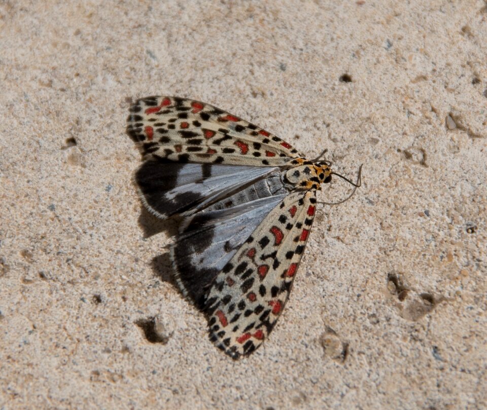 Large insect white