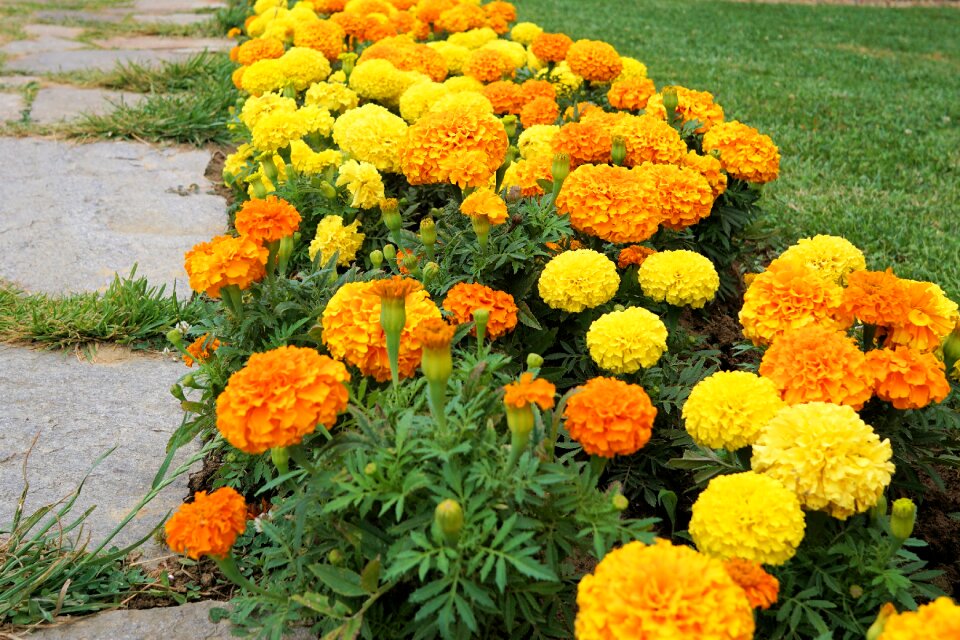 Summer orange nature