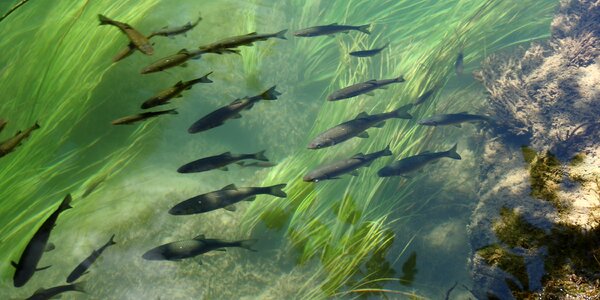 Trout water natural