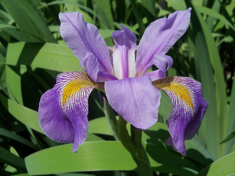 Floral nature blossom