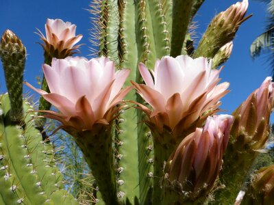Cacti wild plant
