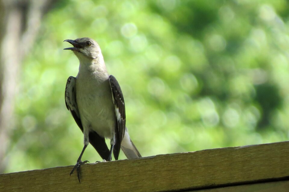 Mocking bird wildlife