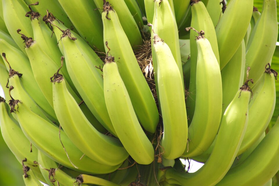 Thebaid quindio colombia