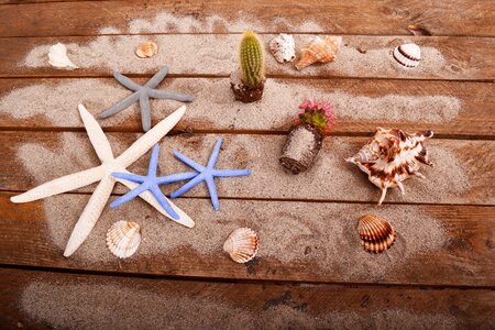 See sand succulent