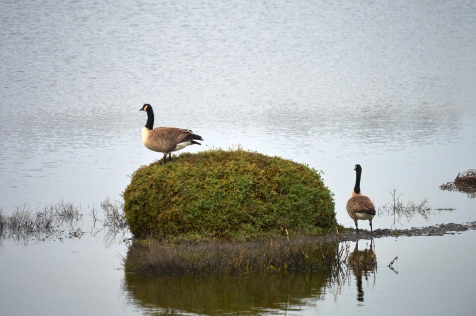 Petaluma goose nature