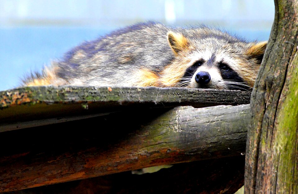 Furry wild animal wildlife park