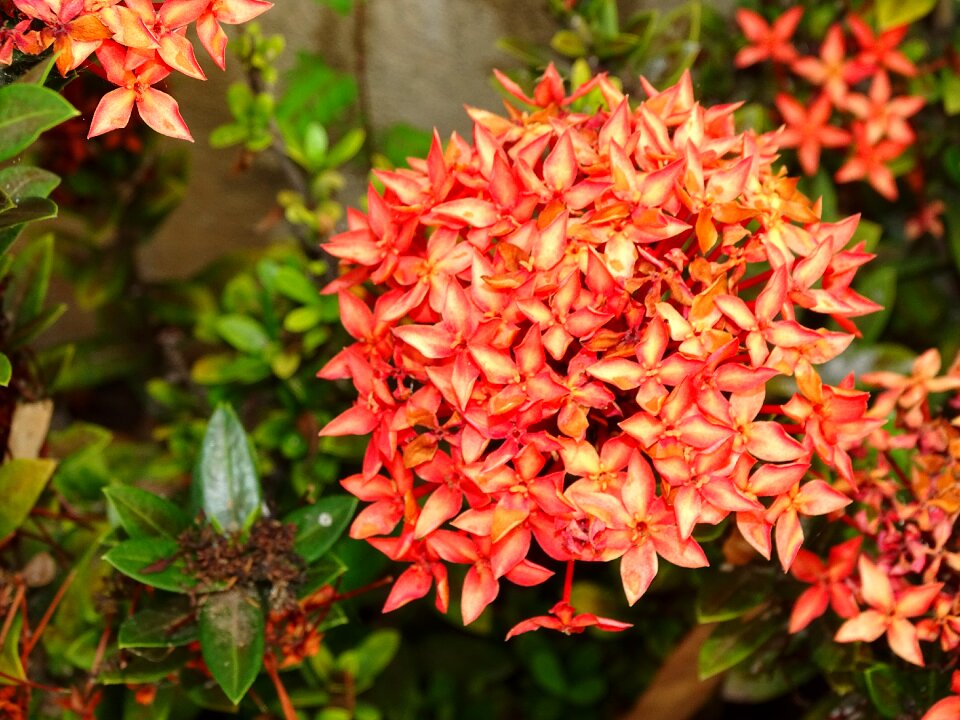 Plant fragile spring