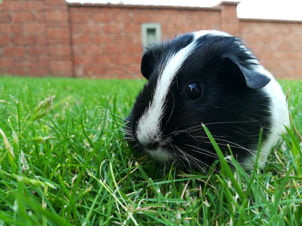 Guinea pig pet cute