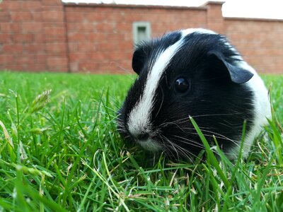 Guinea pig pet cute
