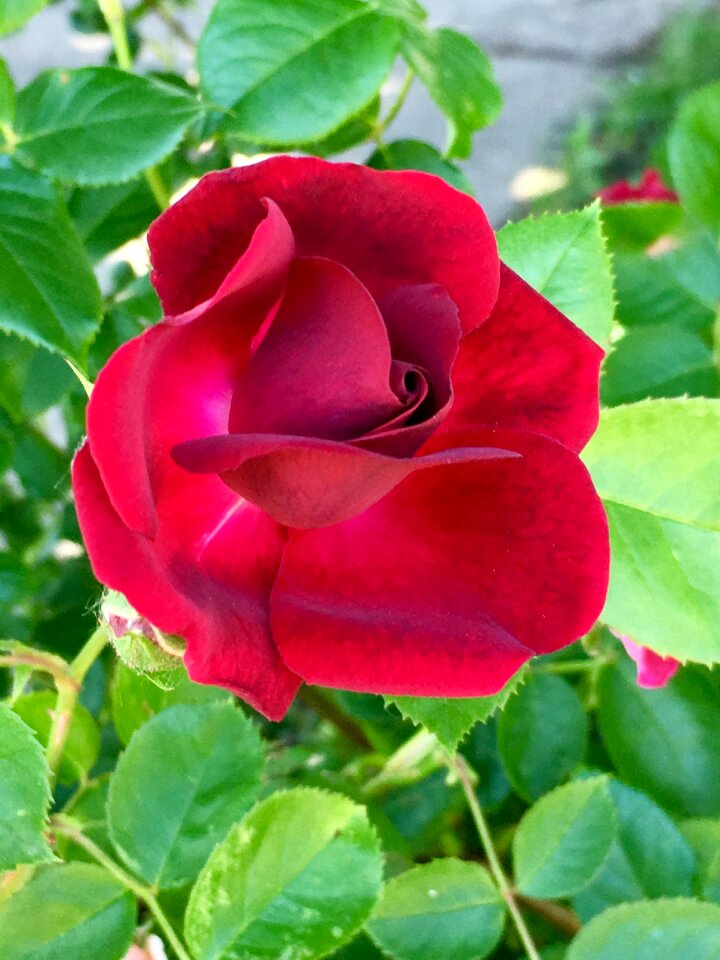 Flower nature floral