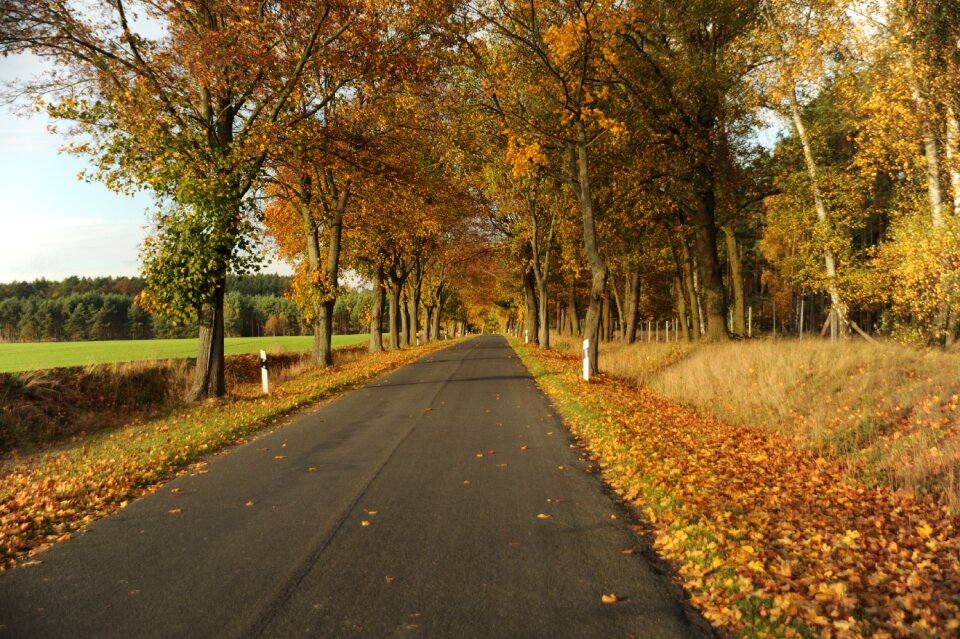 Trees fall foliage autumn mood photo