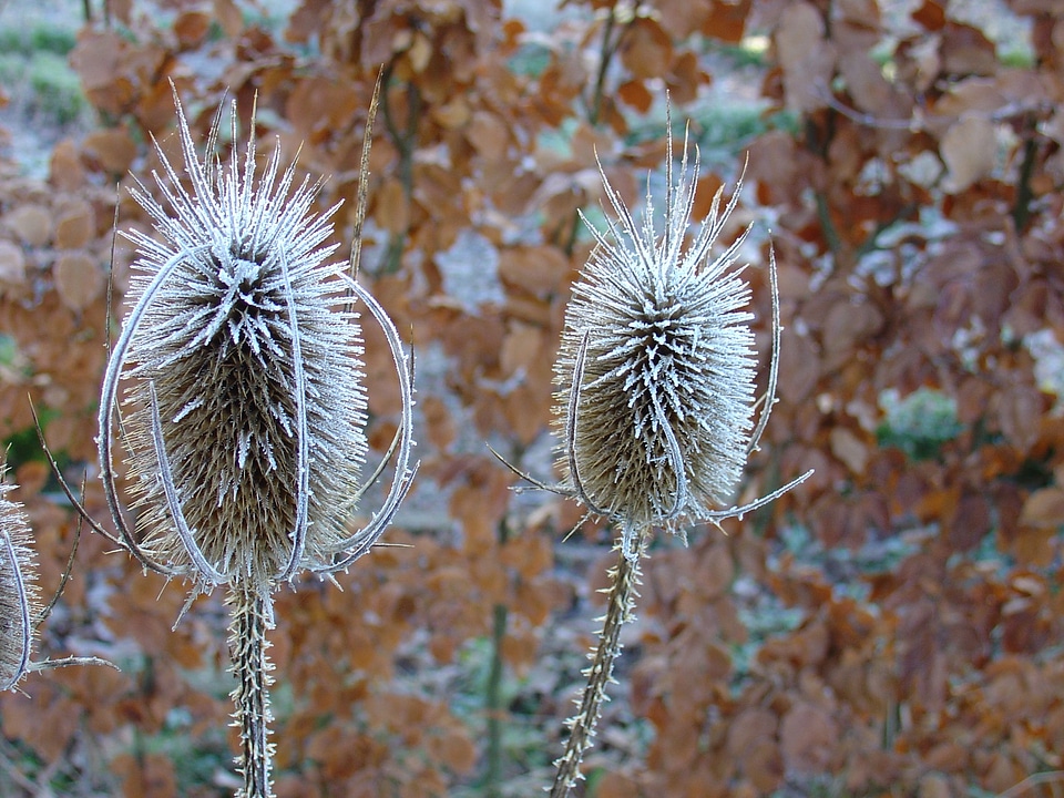 Nature brown frost