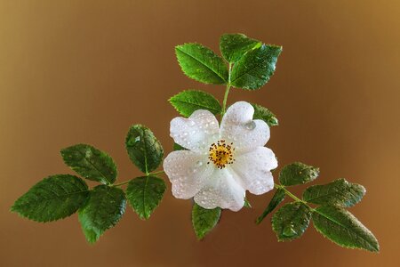 Flower arrow plant