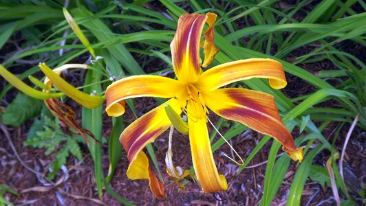 Daylilies flowering plants garden
