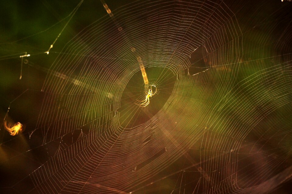 Arachnid spiders web landscape