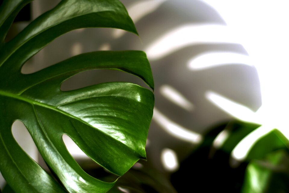 Plant philodendron shadow
