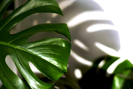 Plant philodendron shadow