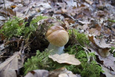 Nature poisonous mushroom amanita photo