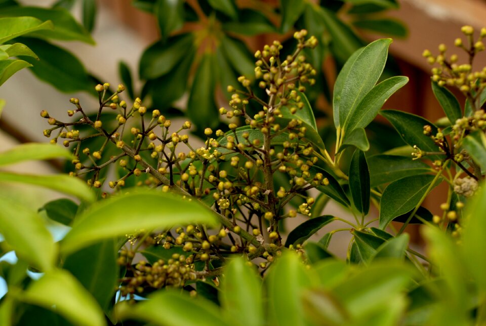 Schefflera arboricola šeflera inflorescence undeveloped